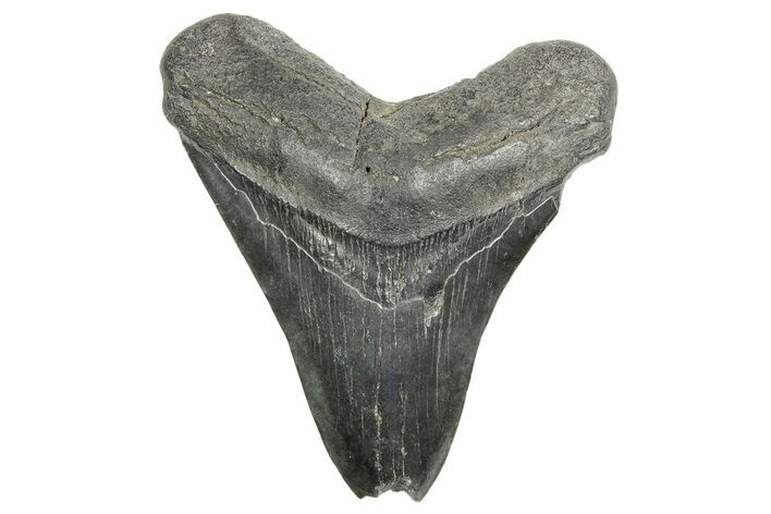 Bargain, Fossil Megalodon Tooth - South Carolina #365759